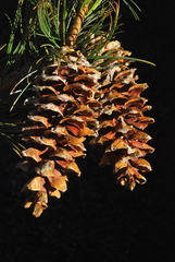 Pinus reflexa