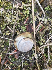 Monadenia infumata