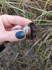 Monadenia infumata
