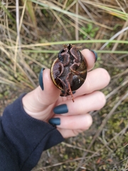 Monadenia infumata