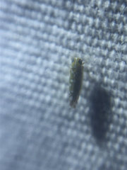 Diceratalebra interrogata