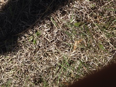 Bouteloua dactyloides