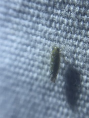 Diceratalebra interrogata