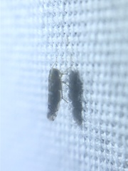 Diceratalebra interrogata