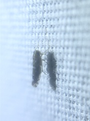 Diceratalebra interrogata