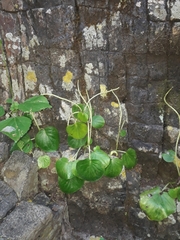 Peperomia asarifolia