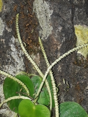 Peperomia asarifolia