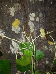 Peperomia asarifolia