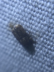 Pachybrachis texanus