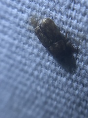 Pachybrachis texanus