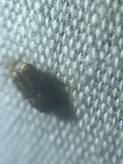 Pachybrachis texanus