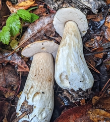 Boletus edulis grandedulis