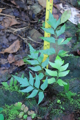 Asplenium macrophyllum