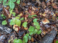 Boletus edulis grandedulis