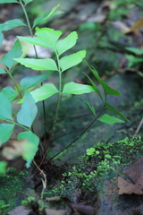 Asplenium macrophyllum