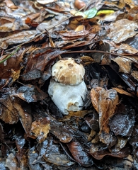 Boletus edulis grandedulis