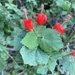 Turk's Cap - Photo (c) charley, some rights reserved (CC BY-NC), uploaded by charley