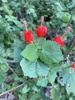 Turk's Cap - Photo (c) charley, some rights reserved (CC BY-NC), uploaded by charley