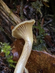 Pseudoarmillariella ectypoides