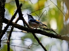 Pteruthius aeralatus