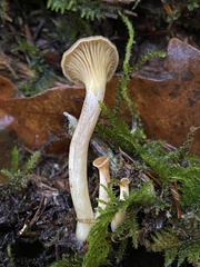 Pseudoarmillariella ectypoides