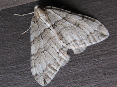 Operophtera relegata