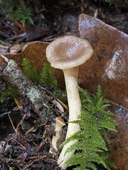 Pseudoarmillariella ectypoides