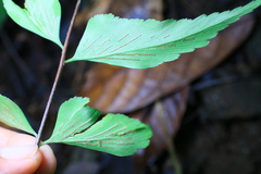 Asplenium macrophyllum