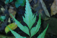 Asplenium macrophyllum