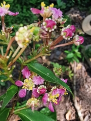 Malpighia romeroana