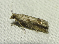 Pelochrista costastriata