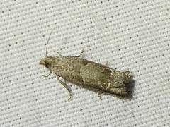 Pelochrista costastriata