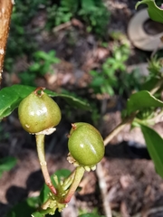 Malpighia romeroana