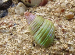 Prothalotia pulcherrima