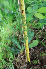 Cheilanthes tenuifolia