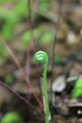 Cheilanthes tenuifolia
