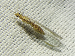 Eremochrysa punctinervis