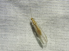 Eremochrysa punctinervis