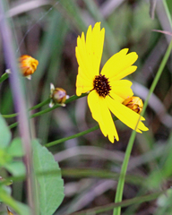 Coreopsis gladiata
