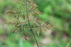 Cheilanthes tenuifolia