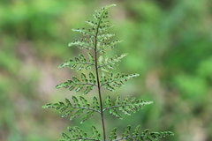 Cheilanthes tenuifolia