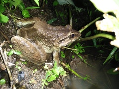 Limnonectes macrodon