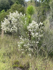 Baccharis halimifolia image