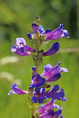 Penstemon cyananthus cyananthus