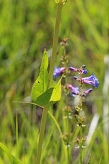 Penstemon cyananthus cyananthus