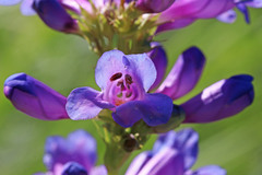 Penstemon cyananthus cyananthus