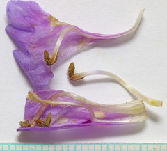 Penstemon cyananthus cyananthus