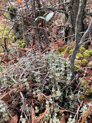 Cladonia rappii