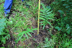 Amblovenatum terminans