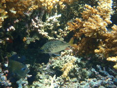 Neoniphon suborbitalis